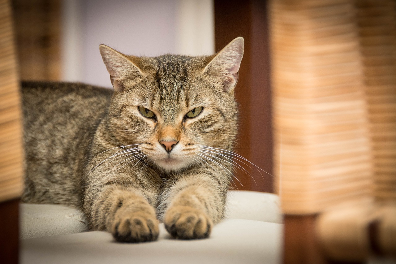 Tajemnica Snów Futrzastych Przyjaciół – Jak Śpią Koty?