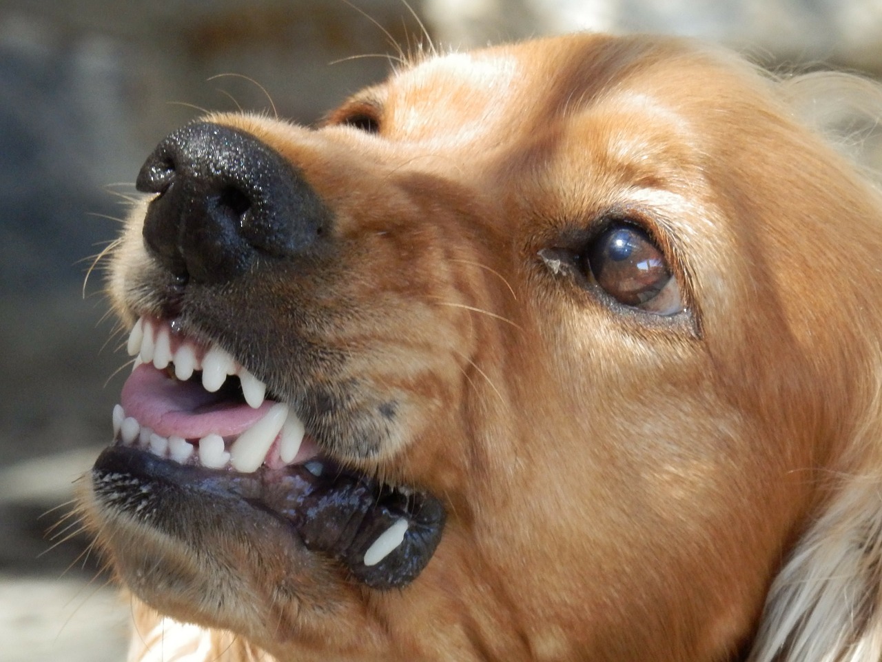 Lista psów agresywnych, czyli jak obarczyć zwierzę winą za własny brak odpowiedzialności