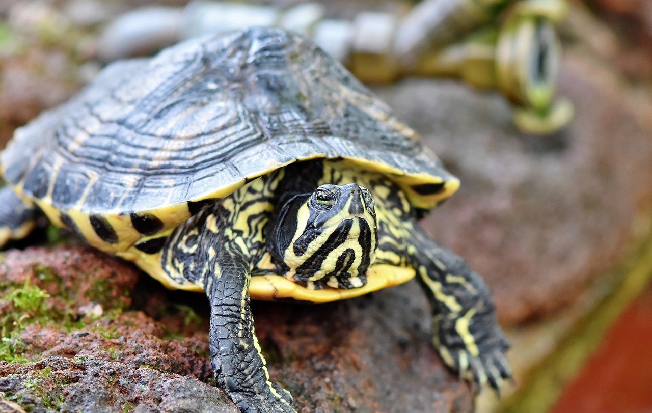 Pupil dla kilku pokoleń, czyli niezwykła długość życia żółwia