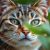 Dlaczego kot patrzy w oczy? Znaczenie kontaktu wzrokowego i mrugania oraz sygnały stresu
